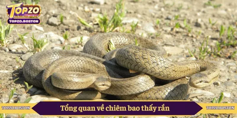 Tổng quan về chiêm bao thấy rắn